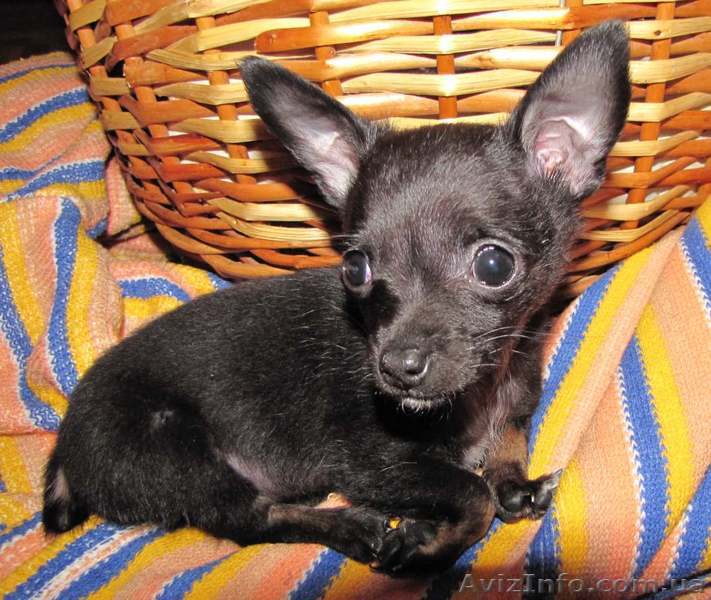 щенок той-терьера от ВераНики - <ro>Изображение</ro><ru>Изображение</ru> #1, <ru>Объявление</ru> #10153