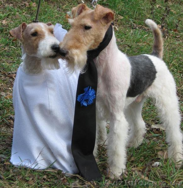 Продаются щенки фокстерьера ж/ш  Николаев - <ro>Изображение</ro><ru>Изображение</ru> #1, <ru>Объявление</ru> #9809