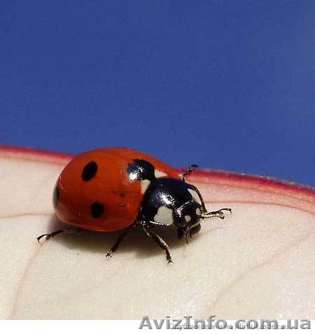 Консультации профессионального психолога, психотерапевта - <ro>Изображение</ro><ru>Изображение</ru> #1, <ru>Объявление</ru> #10097