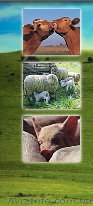 Натуральная оболочка-черева, соя, чеснок - <ro>Изображение</ro><ru>Изображение</ru> #1, <ru>Объявление</ru> #33404