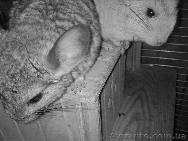 Продам двух шиншилл. - <ro>Изображение</ro><ru>Изображение</ru> #1, <ru>Объявление</ru> #31791