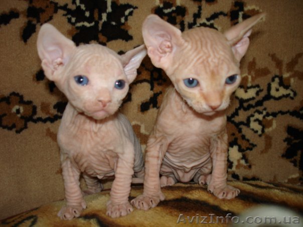 Канадский сфинкс - <ro>Изображение</ro><ru>Изображение</ru> #1, <ru>Объявление</ru> #49943