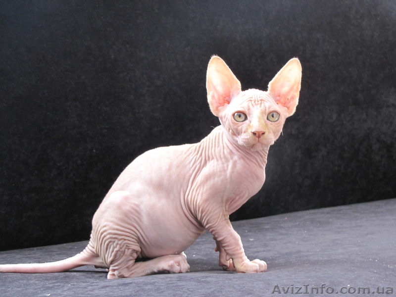 продам котят канадского сфинкса - <ro>Изображение</ro><ru>Изображение</ru> #1, <ru>Объявление</ru> #52825