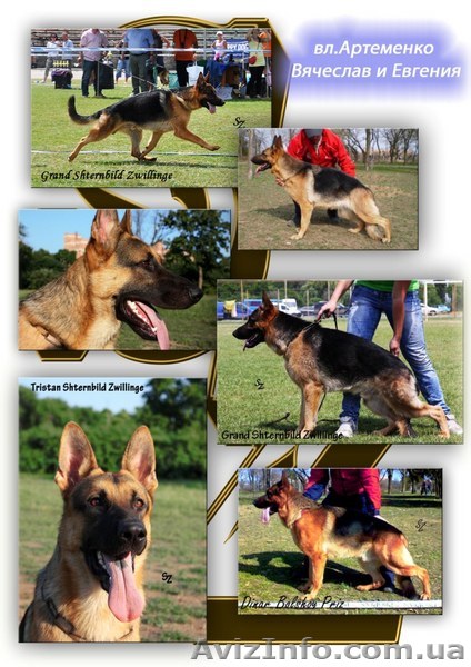 Щенки немецких овчарок - <ro>Изображение</ro><ru>Изображение</ru> #1, <ru>Объявление</ru> #70509