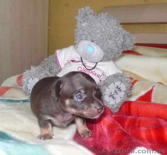 щенок той-терьера ищет нового хозяина - <ro>Изображение</ro><ru>Изображение</ru> #1, <ru>Объявление</ru> #66388