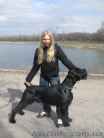 Вязка, ризеншнауцер КСУ  - <ro>Изображение</ro><ru>Изображение</ru> #1, <ru>Объявление</ru> #71280