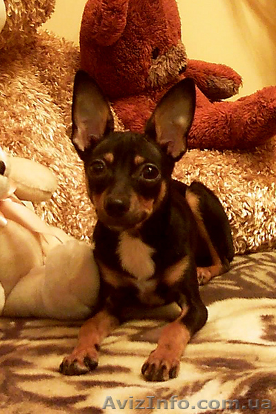 Кобель той-терьера для вязки - <ro>Изображение</ro><ru>Изображение</ru> #1, <ru>Объявление</ru> #75672