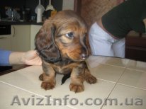 Щенки таксы в Москве идругих городах России Продам - <ro>Изображение</ro><ru>Изображение</ru> #1, <ru>Объявление</ru> #125661