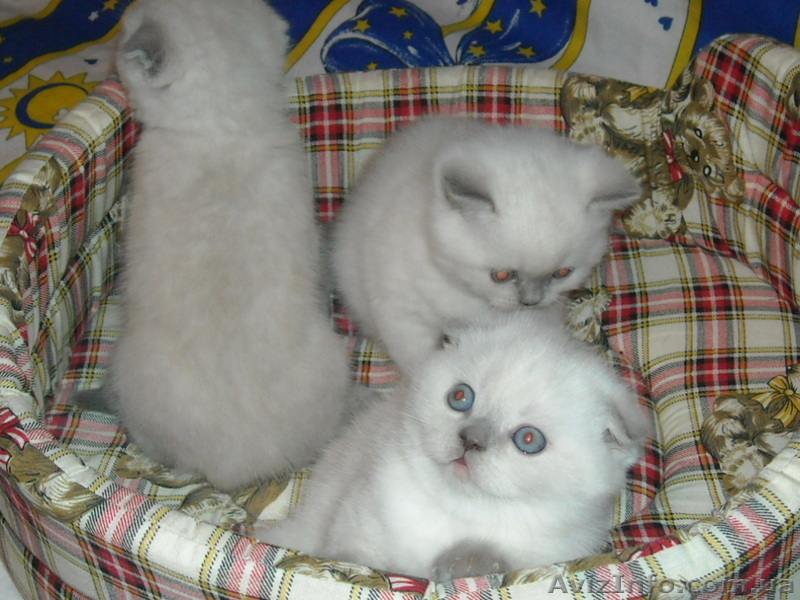 котята к новому году - <ro>Изображение</ro><ru>Изображение</ru> #1, <ru>Объявление</ru> #122770