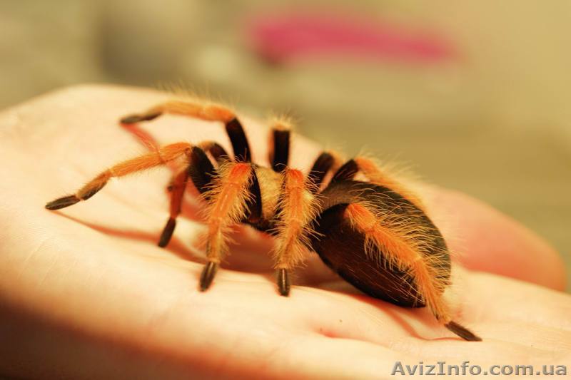 Продаю пауков-птицеедов - <ro>Изображение</ro><ru>Изображение</ru> #1, <ru>Объявление</ru> #138714