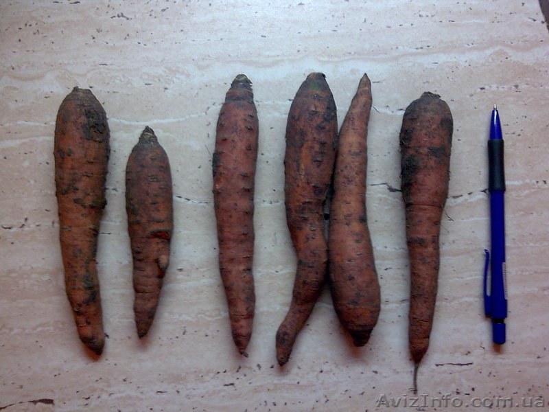 Продам Морковку - <ro>Изображение</ro><ru>Изображение</ru> #1, <ru>Объявление</ru> #148457