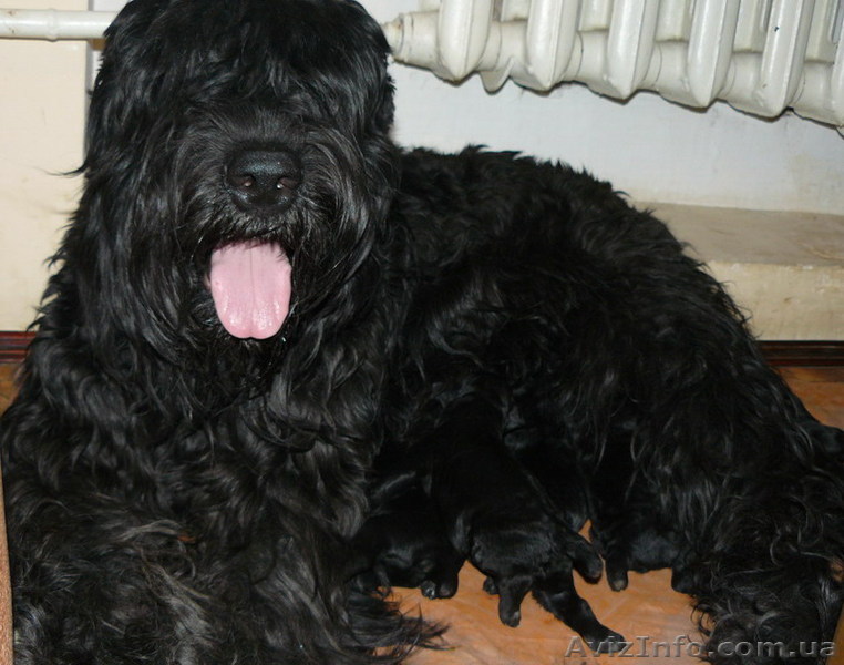Русский черный терьер, высокопородные щенки - <ro>Изображение</ro><ru>Изображение</ru> #1, <ru>Объявление</ru> #165330