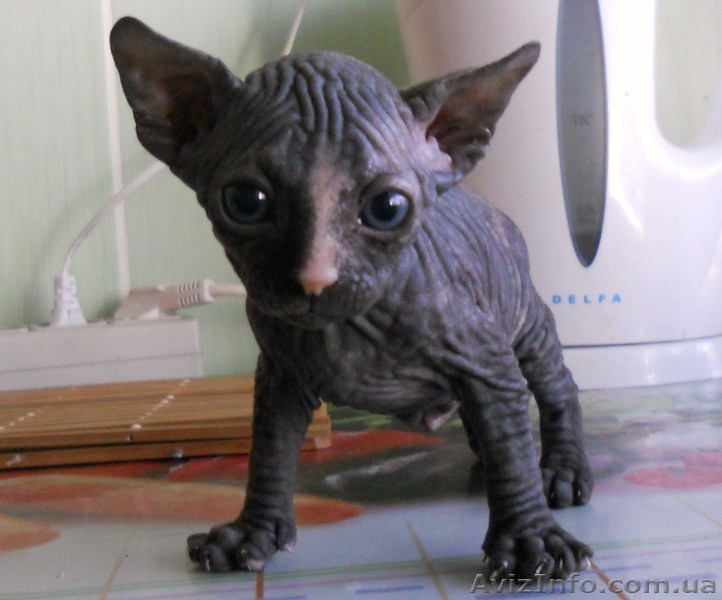 ПРОДАЮ КАНАДСКОГО СФИНКСА  - <ro>Изображение</ro><ru>Изображение</ru> #1, <ru>Объявление</ru> #189550