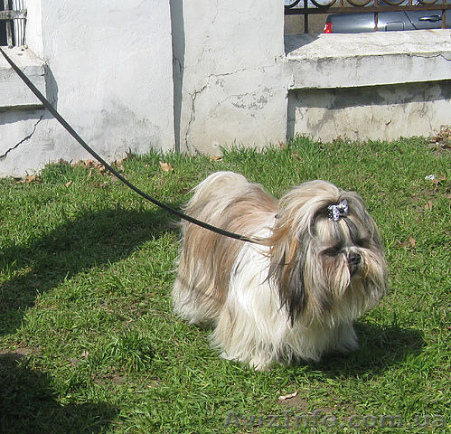 Титулованный кобель Ши-Тцу ищет невесту - <ro>Изображение</ro><ru>Изображение</ru> #1, <ru>Объявление</ru> #219270