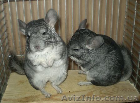 Продаю шиншиллят!!!2,5 месяца!!! - <ro>Изображение</ro><ru>Изображение</ru> #1, <ru>Объявление</ru> #260557
