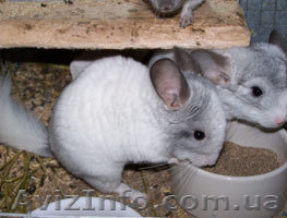 шиншиллы для семи идуши - <ro>Изображение</ro><ru>Изображение</ru> #1, <ru>Объявление</ru> #292309