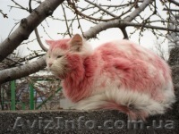 восковая депиляция,наращивание ресниц,обучение - <ro>Изображение</ro><ru>Изображение</ru> #1, <ru>Объявление</ru> #303031