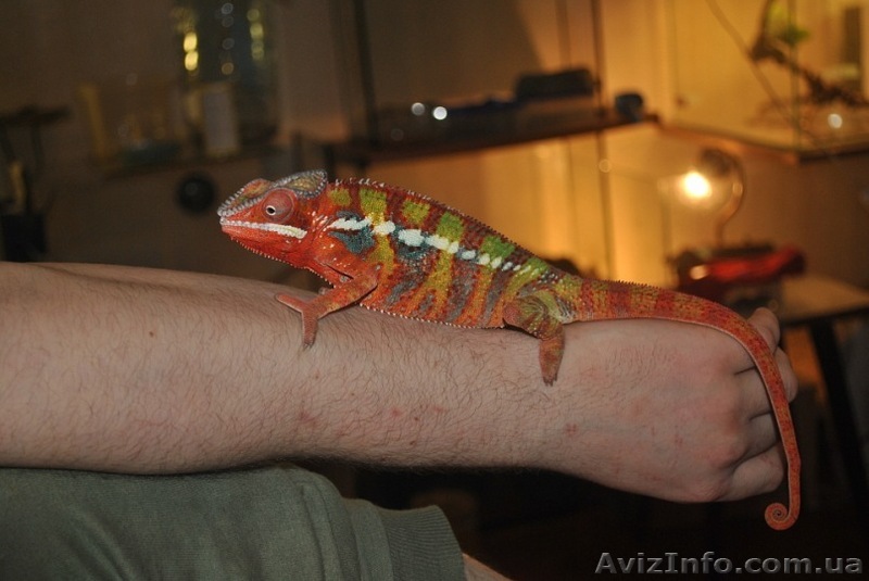 Большой выбор рептилий по низким ценам! - <ro>Изображение</ro><ru>Изображение</ru> #1, <ru>Объявление</ru> #303133