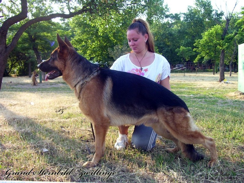 Кобель немецкой овчарки (вязка) - <ro>Изображение</ro><ru>Изображение</ru> #1, <ru>Объявление</ru> #323577