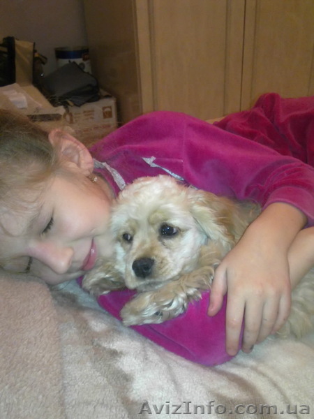 Пропала собака. - <ro>Изображение</ro><ru>Изображение</ru> #1, <ru>Объявление</ru> #357400