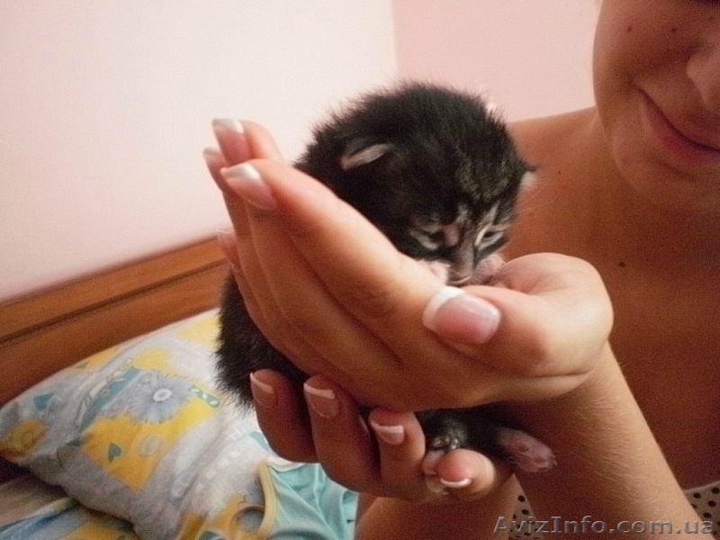 Наращивание ногтей гелем на дому - <ro>Изображение</ro><ru>Изображение</ru> #1, <ru>Объявление</ru> #356450