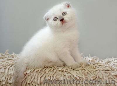 Сладкий вислоухий котенок - <ro>Изображение</ro><ru>Изображение</ru> #1, <ru>Объявление</ru> #376093