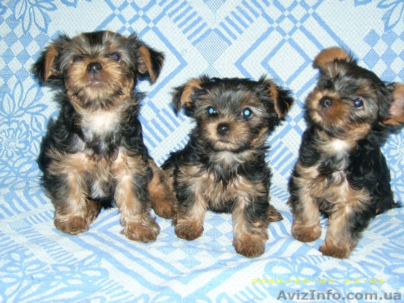Продаю Йоркширских терьеров два мальчика и одна девочка - <ro>Изображение</ro><ru>Изображение</ru> #1, <ru>Объявление</ru> #422712