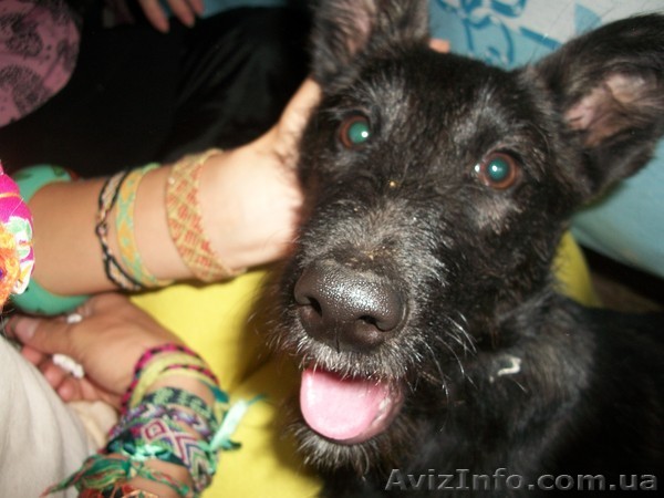 отдаю в добрые руки - <ro>Изображение</ro><ru>Изображение</ru> #1, <ru>Объявление</ru> #439105