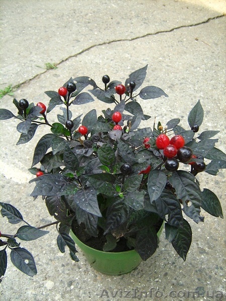 Продаю перец комнатный Черная жемчужина - <ro>Изображение</ro><ru>Изображение</ru> #1, <ru>Объявление</ru> #10644