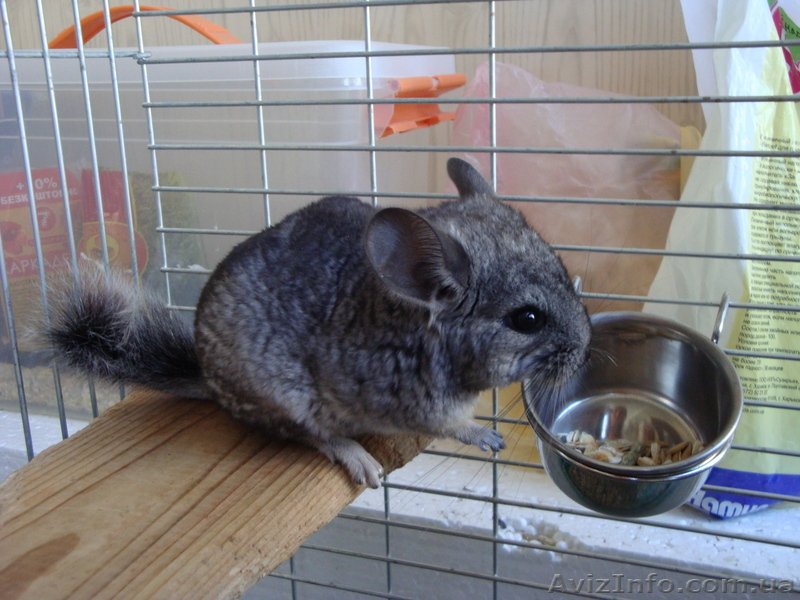 Продаю шиншиллу - <ro>Изображение</ro><ru>Изображение</ru> #1, <ru>Объявление</ru> #430966
