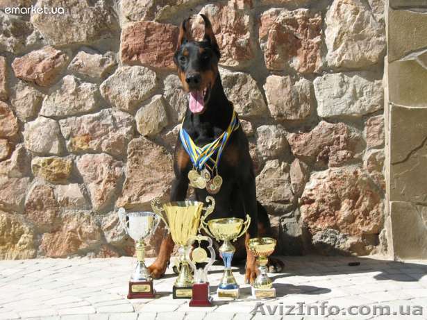 Щенки добермана от тутулованных родителей - <ro>Изображение</ro><ru>Изображение</ru> #1, <ru>Объявление</ru> #450440