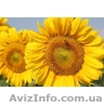 Семена подсолнечника F1 селекции ВНИС - <ro>Изображение</ro><ru>Изображение</ru> #1, <ru>Объявление</ru> #498317