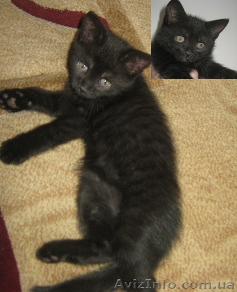 Продам котенка за символическую цену - <ro>Изображение</ro><ru>Изображение</ru> #1, <ru>Объявление</ru> #559584