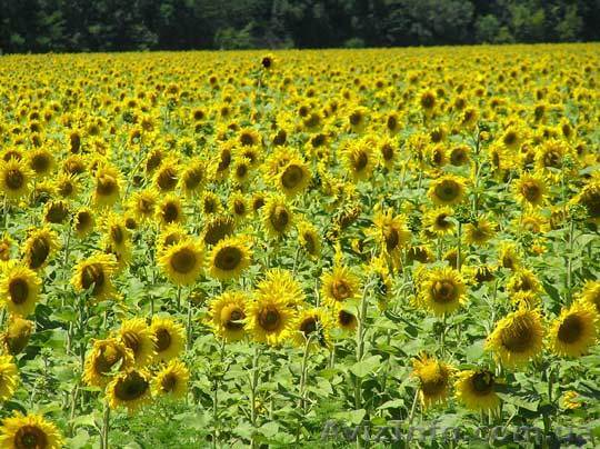 семенной материал подсолнечника. семена - <ro>Изображение</ro><ru>Изображение</ru> #1, <ru>Объявление</ru> #584978