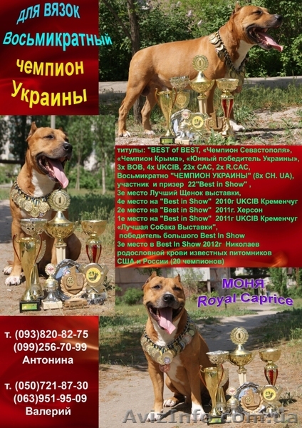 Восьмикратный чемпион Украины кобель ам стафф терьера для вязок - <ro>Изображение</ro><ru>Изображение</ru> #1, <ru>Объявление</ru> #642961