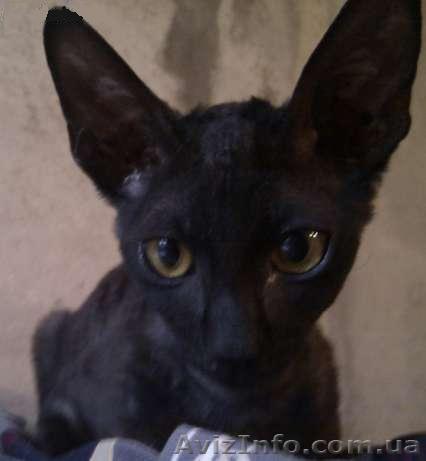 Очень ласковый котик корниш-рекс - <ro>Изображение</ro><ru>Изображение</ru> #1, <ru>Объявление</ru> #713680