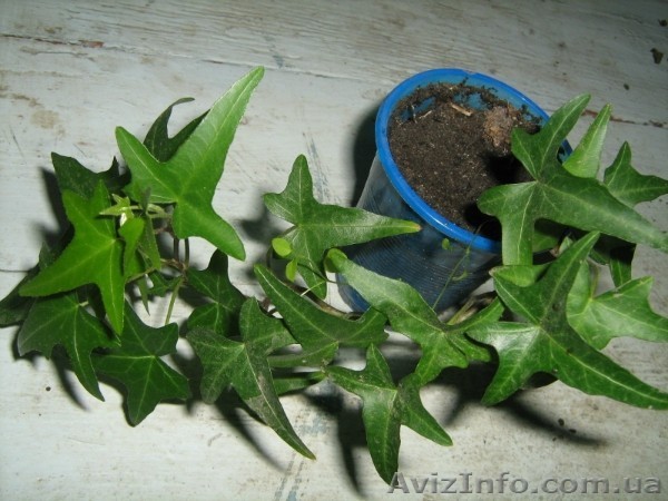 Плющ для комнаты  - <ro>Изображение</ro><ru>Изображение</ru> #1, <ru>Объявление</ru> #720530