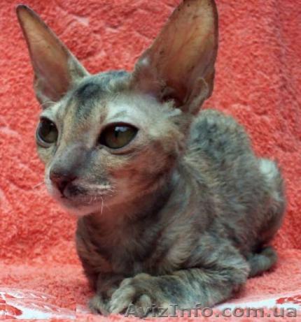 Подрощенная кошечка корниш-рекс - <ro>Изображение</ro><ru>Изображение</ru> #1, <ru>Объявление</ru> #713682