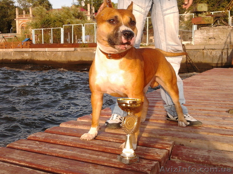 Ам.Стафф для вязки - <ro>Изображение</ro><ru>Изображение</ru> #1, <ru>Объявление</ru> #743448