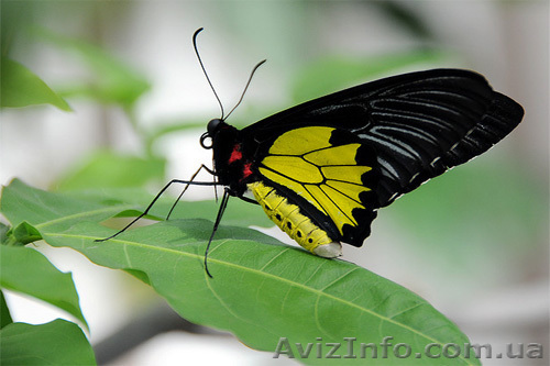 Салюты из живых тропических бабочек - <ro>Изображение</ro><ru>Изображение</ru> #1, <ru>Объявление</ru> #761434