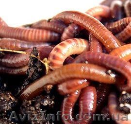калифорнийские черви - <ro>Изображение</ro><ru>Изображение</ru> #1, <ru>Объявление</ru> #758779
