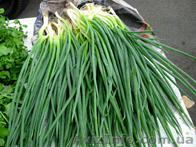 Продаю лук оптом!!!  - <ro>Изображение</ro><ru>Изображение</ru> #1, <ru>Объявление</ru> #798339