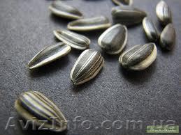 продам семена подсолнечника супер стойкого к засухе - <ro>Изображение</ro><ru>Изображение</ru> #1, <ru>Объявление</ru> #807976