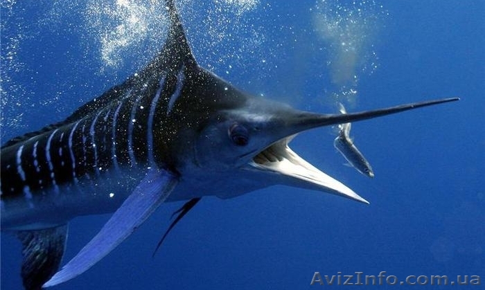 Требуется реализатор на рыболовную точку - <ro>Изображение</ro><ru>Изображение</ru> #1, <ru>Объявление</ru> #822699