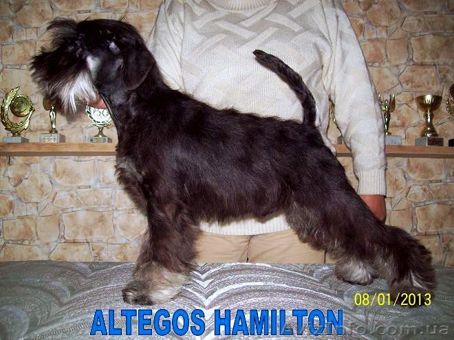 Цвергшнауцер, щенки - <ro>Изображение</ro><ru>Изображение</ru> #1, <ru>Объявление</ru> #675578