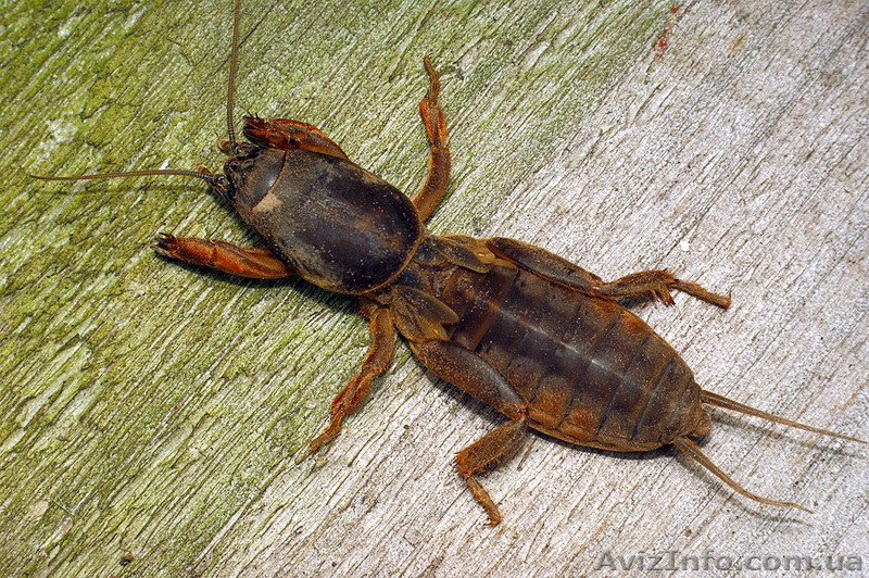 Народная медицина от туберкулеза - <ro>Изображение</ro><ru>Изображение</ru> #1, <ru>Объявление</ru> #820858