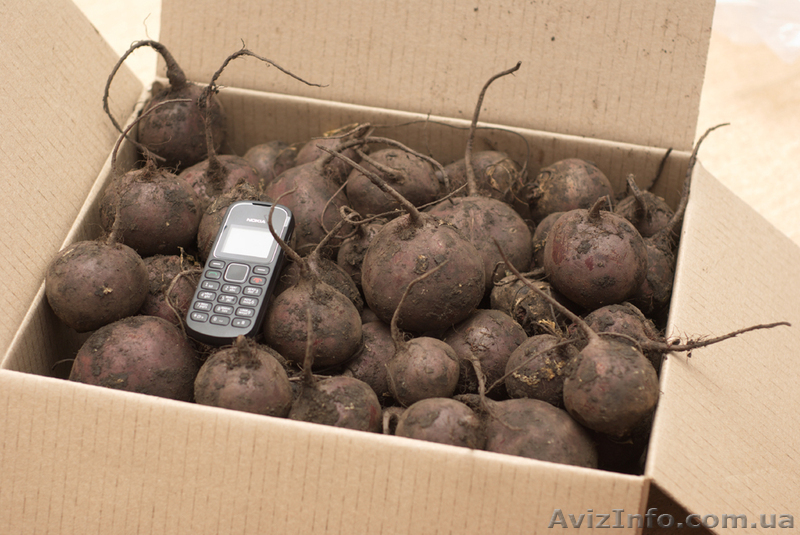 Продам морковь 200 тн в Николаевкой обл. - <ro>Изображение</ro><ru>Изображение</ru> #1, <ru>Объявление</ru> #837911