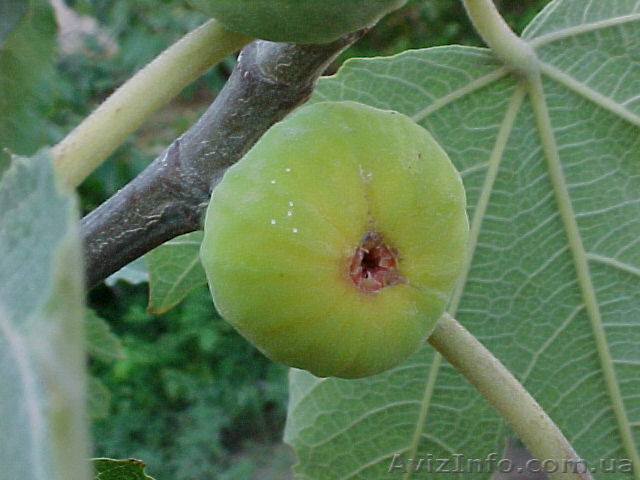 инжир садовый и комнатный - <ro>Изображение</ro><ru>Изображение</ru> #1, <ru>Объявление</ru> #859098