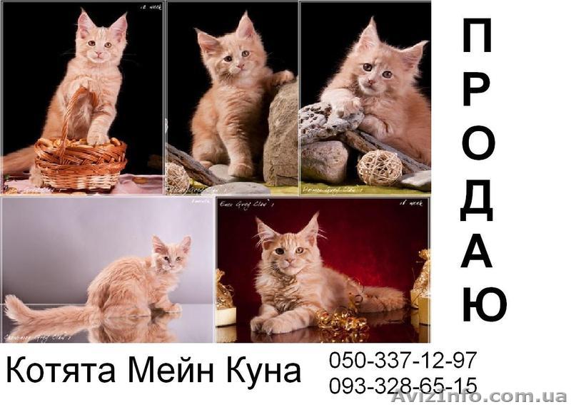 Продаются Мейн-куны - <ro>Изображение</ro><ru>Изображение</ru> #1, <ru>Объявление</ru> #884164