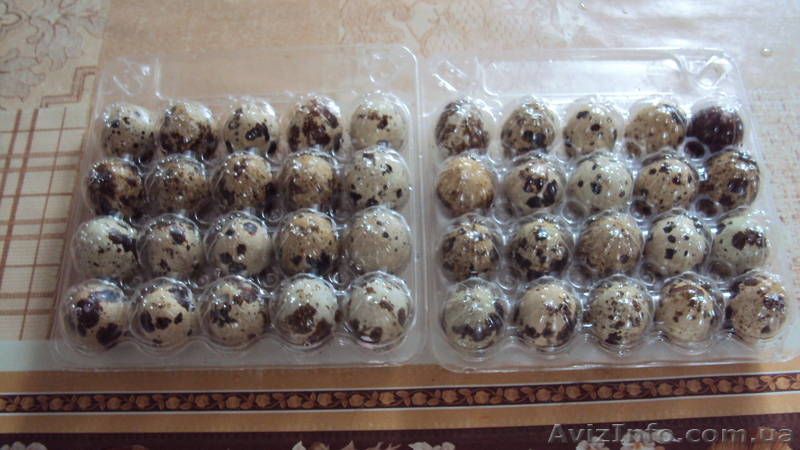 Свежие перепелиные яйца - <ro>Изображение</ro><ru>Изображение</ru> #1, <ru>Объявление</ru> #948034